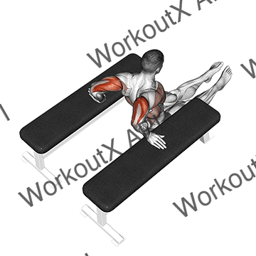 Triceps Dip (between Benches) animated GIF