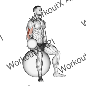 Weighted Seated Bicep Curl (on Stability Ball) animated GIF