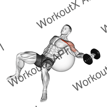 Dumbbell Incline One Arm Fly On Exercise Ball animated GIF