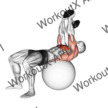 Dumbbell Lying Pullover On Exercise Ball animated GIF