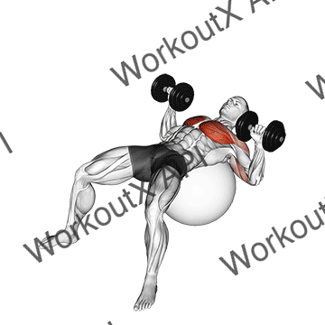 Dumbbell Press On Exercise Ball animated GIF