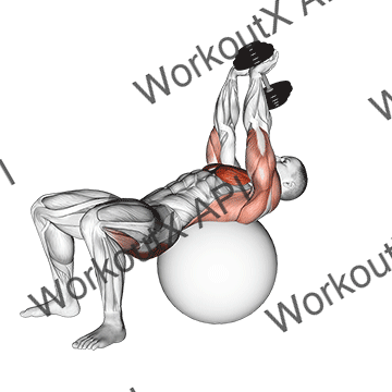 Dumbbell Pullover Hip Extension On Exercise Ball animated GIF