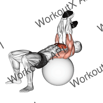 Dumbbell Pullover On Exercise Ball animated GIF