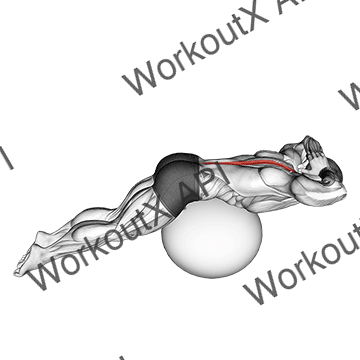 Back Extension On Exercise Ball animated GIF