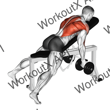 Dumbbell Reverse Grip Incline Bench Two Arm Row animated GIF