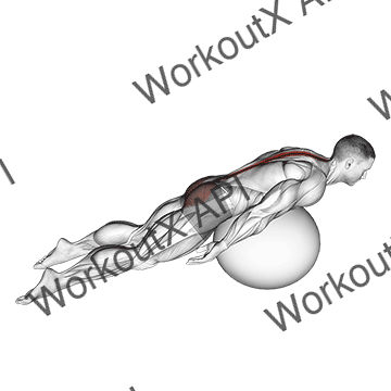Exercise Ball Back Extension With Knees Off Ground animated GIF