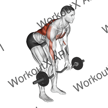 Ez Bar Reverse Grip Bent Over Row animated GIF