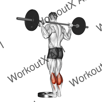 Barbell Standing Calf Raise animated GIF