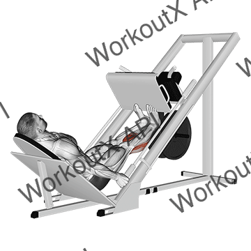 Sled Calf Press On Leg Press animated GIF