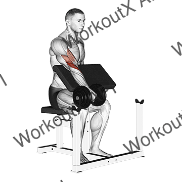 Dumbbell One Arm Reverse Preacher Curl animated GIF