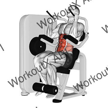 Lever Seated Crunch animated GIF