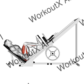 Sled 45° Leg Press (side Pov) animated GIF