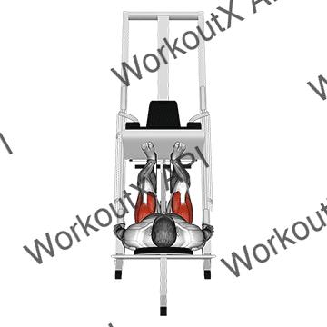 Sled 45° Leg Press (back Pov)