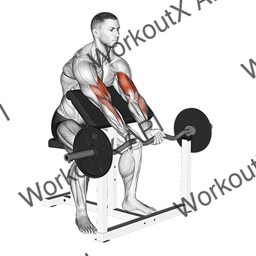Ez Barbell Close Grip Preacher Curl animated GIF
