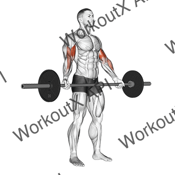 Barbell Standing Wide Grip Biceps Curl animated GIF