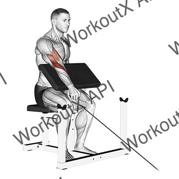 Cable One Arm Reverse Preacher Curl animated GIF