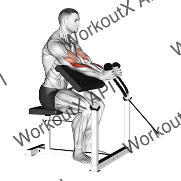 Cable Rope Hammer Preacher Curl animated GIF