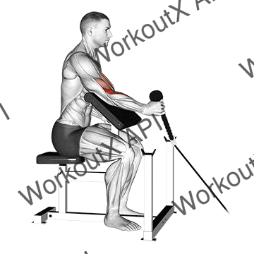 Cable Rope One Arm Hammer Preacher Curl animated GIF