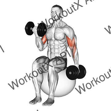 Dumbbell Alternating Seated Bicep Curl On Exercise Ball animated GIF