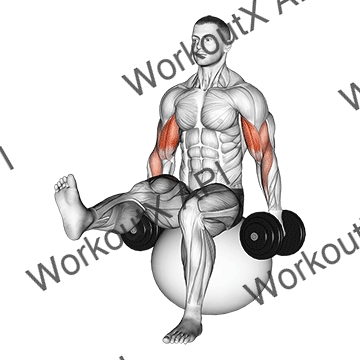 Dumbbell Bicep Curl On Exercise Ball With Leg Raised animated GIF