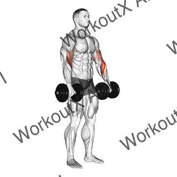 Dumbbell Biceps Curl Reverse animated GIF