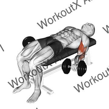 Dumbbell Lying Supine Biceps Curl animated GIF