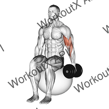Dumbbell One Arm Seated Bicep Curl On Exercise Ball animated GIF