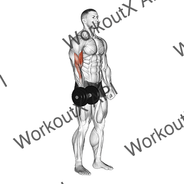 Dumbbell One Arm Standing Curl animated GIF
