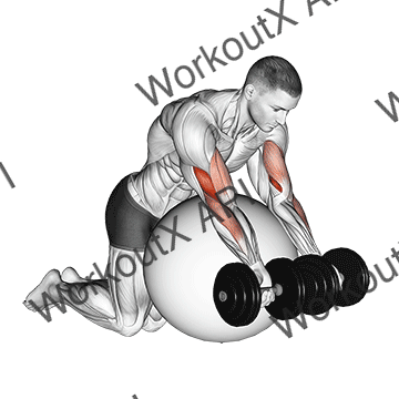 Dumbbell Preacher Curl Over Exercise Ball animated GIF