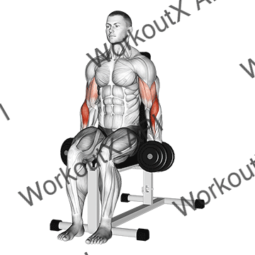 Dumbbell Seated Hammer Curl animated GIF
