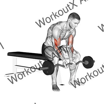 Ez Bar Seated Close Grip Concentration Curl animated GIF