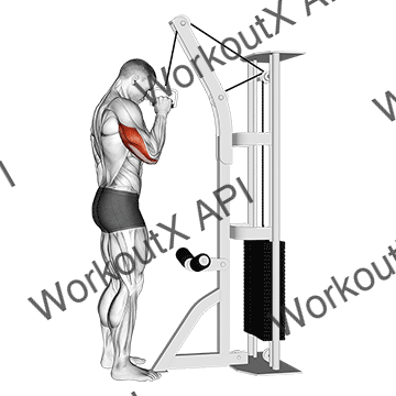 Cable One Arm Tricep Pushdown animated GIF