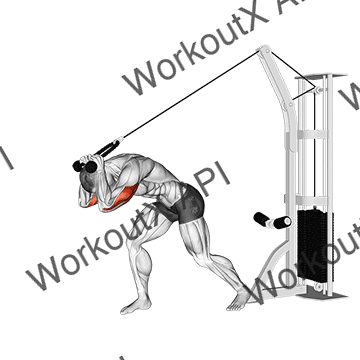 Cable Rope High Pulley Overhead Tricep Extension animated GIF