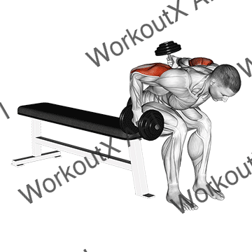 Dumbbell Seated Bent Over Alternate Kickback animated GIF