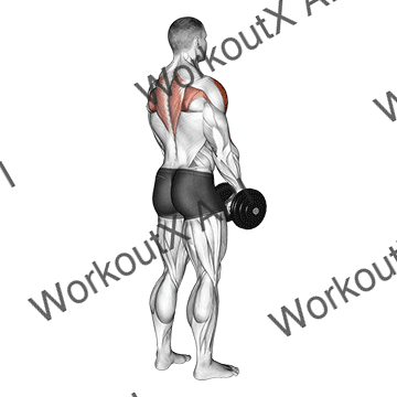 Dumbbell Upright Row (back Pov) animated GIF