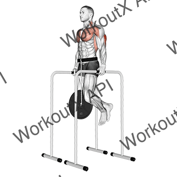 Weighted Triceps Dip On High Parallel Bars animated GIF
