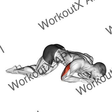 Bodyweight Kneeling Triceps Extension animated GIF