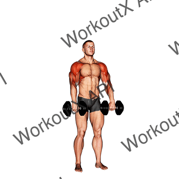 Dumbbell Cuban Press V. 2 animated GIF