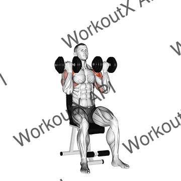 Dumbbell Arnold Press animated GIF