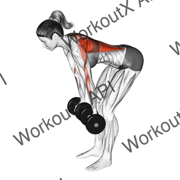 Dumbbell Reverse Grip Row (female) animated GIF