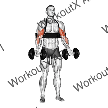 Dumbbell Biceps Curl (with Arm Blaster) animated GIF