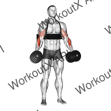 Dumbbell Hammer Curls (with Arm Blaster) animated GIF