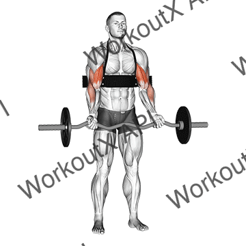 Ez-bar Biceps Curl (with Arm Blaster) animated GIF