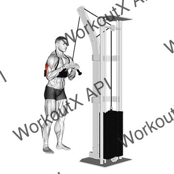 Cable Triceps Pushdown (v-bar) (with Arm Blaster) animated GIF
