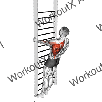 Bodyweight Standing Close-grip One Arm Row animated GIF