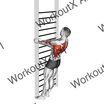Bodyweight Standing Close-grip Row animated GIF