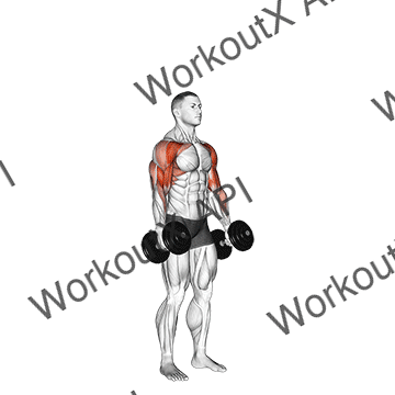 Dumbbell Standing Alternate Hammer Curl And Press animated GIF