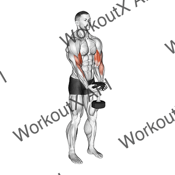 Dumbbell Waiter Biceps Curl animated GIF